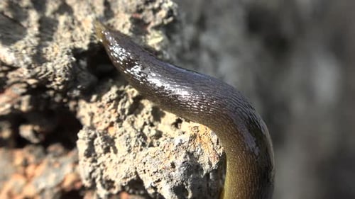 Schnecke