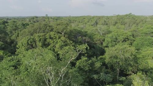 Tree canopy of amazon rainforest aerial view with sky