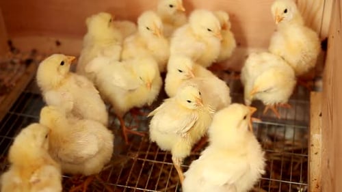 Small Broiler Chicken