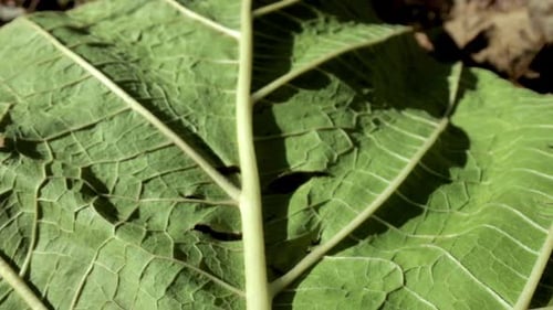 Macro Footage of Green Leaf