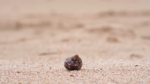 Hermit Crab on the Beach