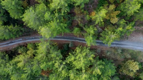 Mysterious Trail in the Forest Filmed on a Drone
