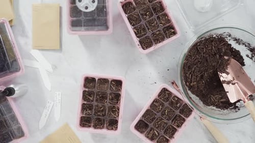 Flat lay. Planting seeds in seed propagator with soil.