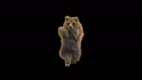 Realistic Brown Bear Standing Animation for Transparent Background