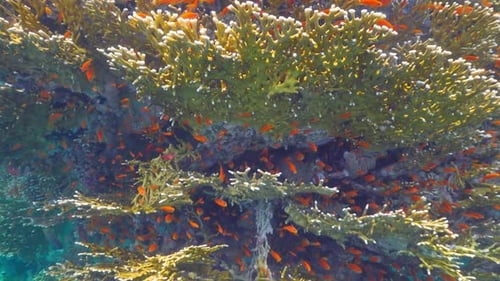 Tropical Fish on Vibrant Coral Reef