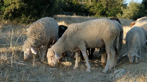 Sheep Grazing Field