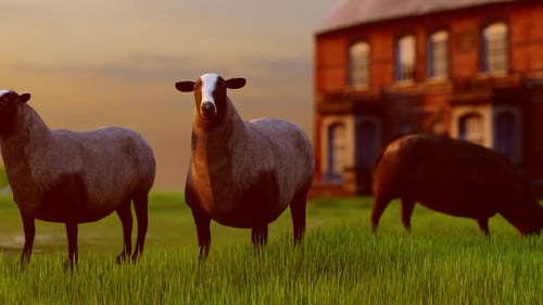 3D Animated Sheep Grazing in Green Field with Farm