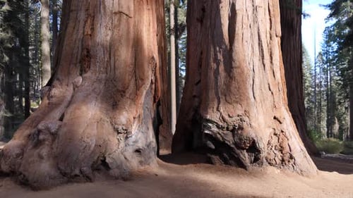 Giant sequoia trees in Sequoia National Park, California, USA
