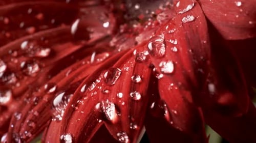 Blumen-Regen