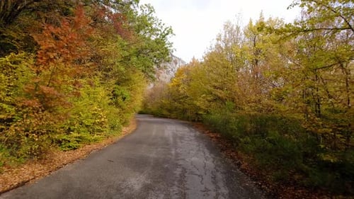 Driving on Empty Asphalt Road Passing Through a Mixed Forest