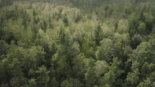 Aerial View of Vast Evergreen Forest