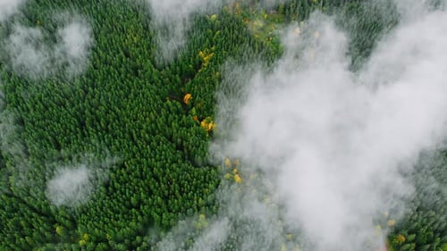 Imagens aéreas de drones: montanhas, outono, floresta, vapor após chuva.