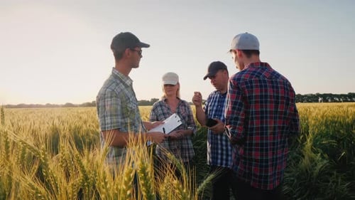 A Group of Farmers Are Chatting Around a Wheat Field, Debating