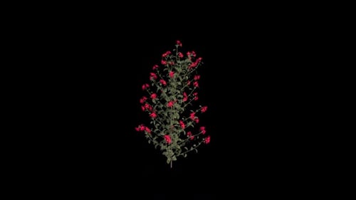 Realistic Time-lapse Plant Growth with Red Flowers