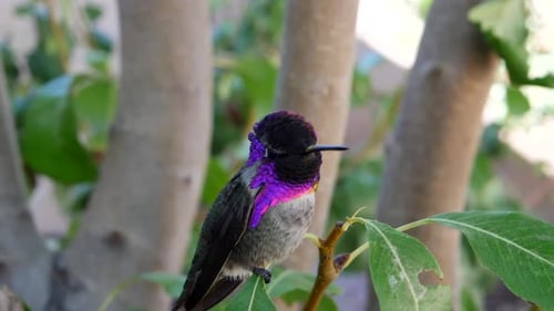 Ein leuchtend rosa Annas Kolibri mit schillernden Federn, der nach der Fütterung auf einem grünen Blatt sitzt
