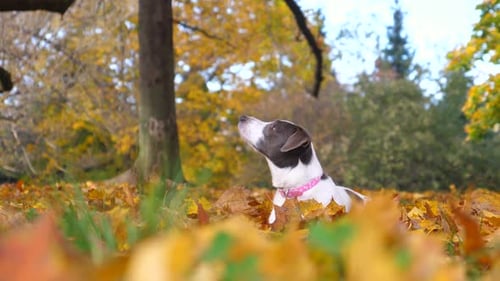 Dog Sitting in Autumn Leaves in a Park