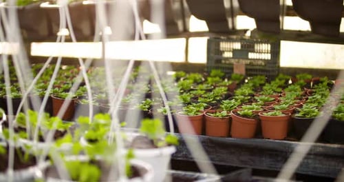 Rows of Young Plants Growing in Greenhouse Nursery