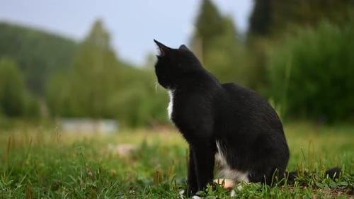 Beautiful Black Cat Sit on a Lawn Outdoor and Turn Head to the Camera