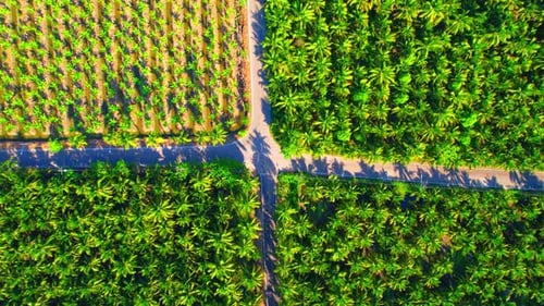 An aerial view from a drone flying over a beautiful green coconut grove