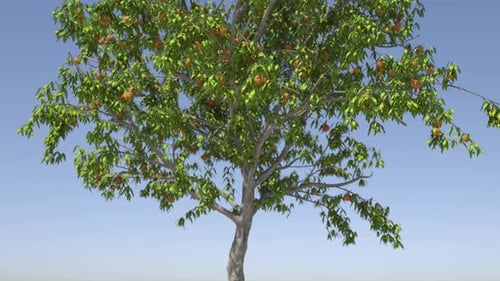 Pfirsiche wachsen auf einem Baum