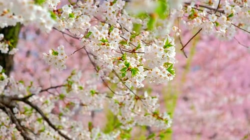 Flor de cerezo Sakura floreciente