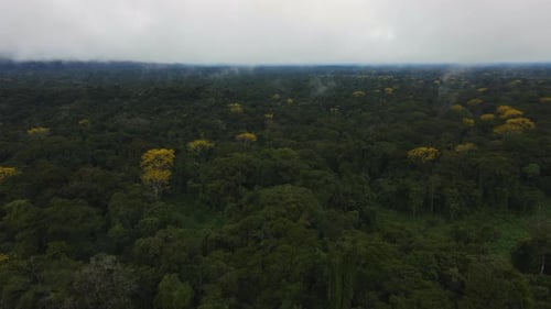 Lush Green Tropical Rainforest From Above