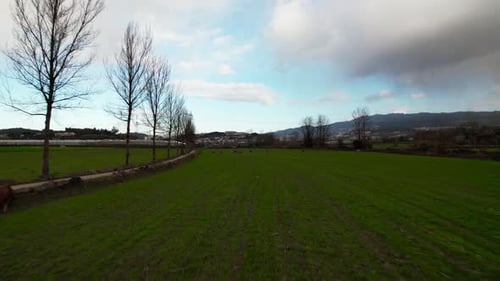 Cows Graze on Pasture