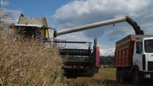 Combine Harvester Pouring Grain into Truck on Farm