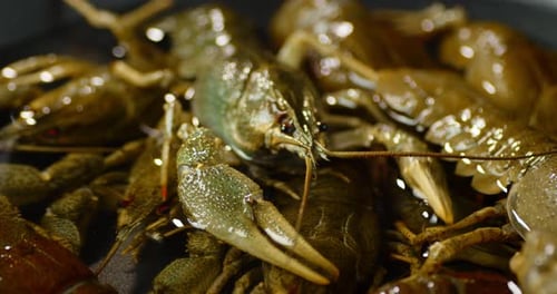 Live Crayfish Close Up in Fresh Water