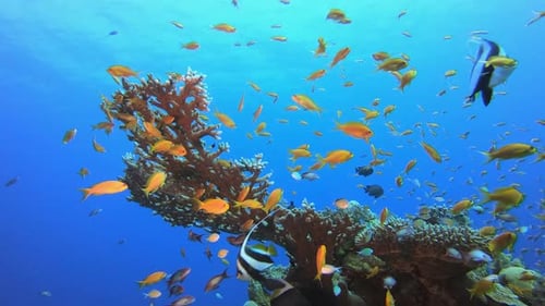 Reef Scene