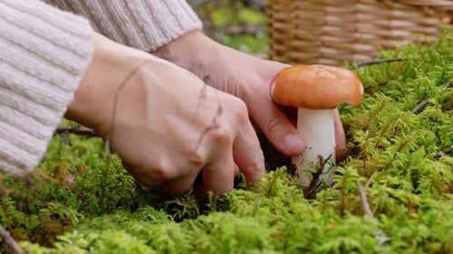 Young Woman Picking Mushrooms in Autumn Forest