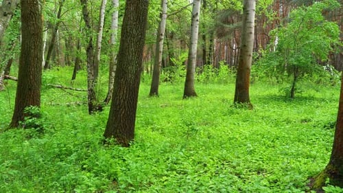 Green Forest. Woodland Landscape. Steadicam Shot