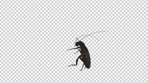 Cockroach Bug - Funny Dancing - 4K Loop