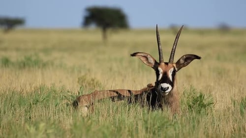 Antilope romaine dans les prairies