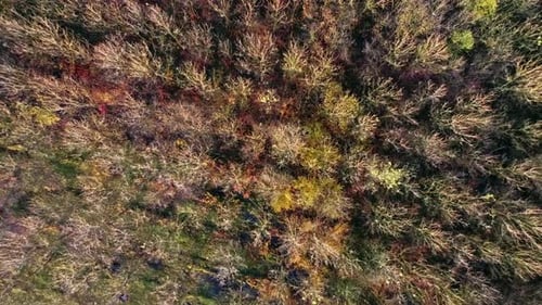 Drone forestier (2K)