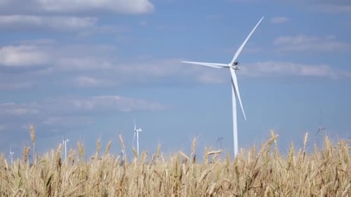 Rotating Wind Turbines in the Field of Ripening Young Wheat
