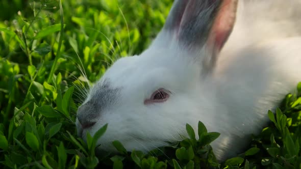 Calm white rabbit sitting on the green grass, Stock Footage ft. animal ...