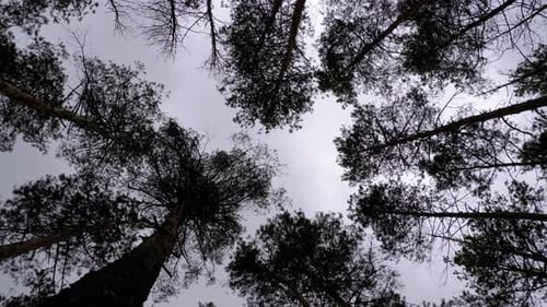 Dunkler gruseliger Wald. Blick von unten auf Baumstämme und Äste vor stürmischem Himmel