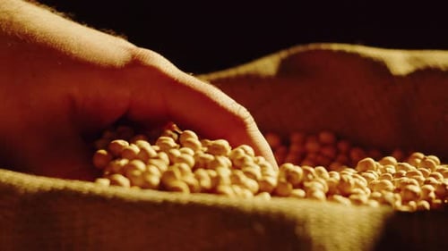 Grocery Chickpeas Texture Closeup