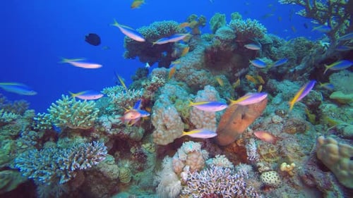 Underwater Reef Yellow Moray