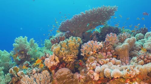 Tropical Fish on Vibrant Coral Reef