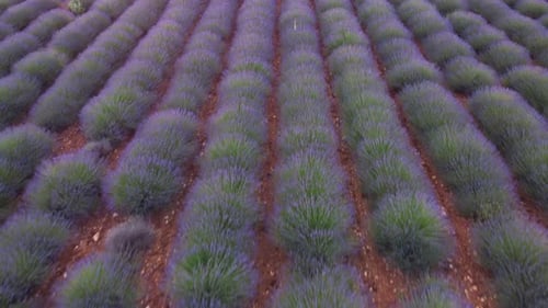 Lavende Field in Plateau de Valensole Aerial View