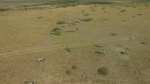 Aerial of zebras grazing and running