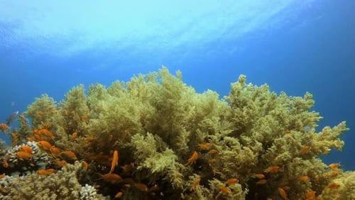 Underwater Coral Reef with Tropical Fish