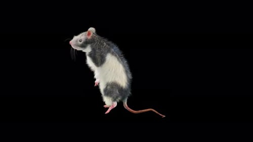 Animated Rat Standing and Looking on Transparent Background