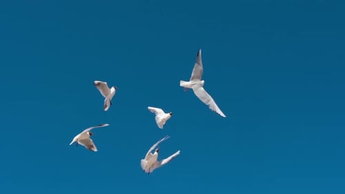 Seagulls Flying Freely Against Blue Sky