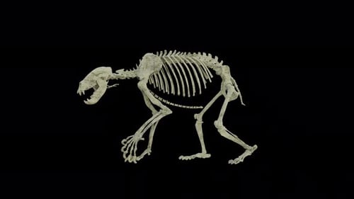 Ancient Sabertooth Tiger Skeleton Roaring Walk Cycle 3D Animation