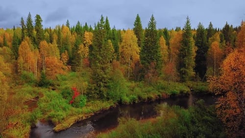 Colorful Mixed Forest with Red, Yellow, and Green Foliage in Autumn. Aerial View of Deciduous and