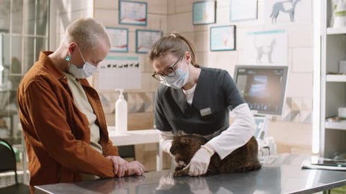 Vet Examining Cat and Talking with Owner in Clinic
