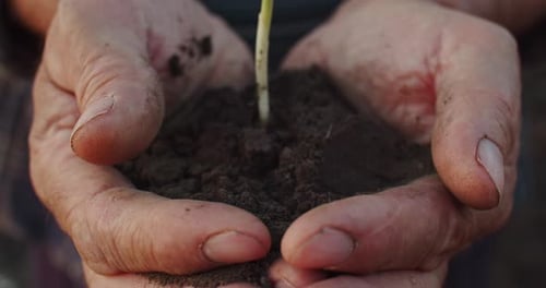 Hands Holding Soil with Sprouting Green Plant